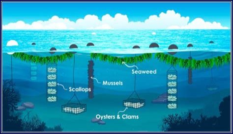 Unleashing The Power Of Alexa's Maas For Scalability: Discoveries And Insights